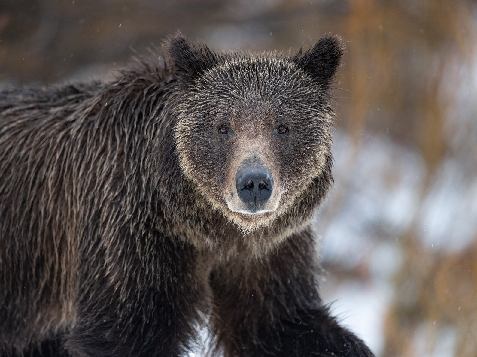 I Helped A Bear
